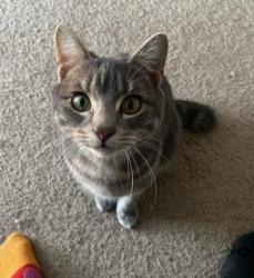 Lost Male Cat last seen George Ward Park, Birmingham, AL 35205
