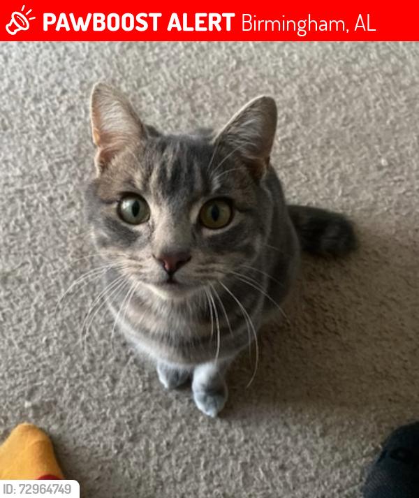 Lost Male Cat last seen George Ward Park, Birmingham, AL 35205