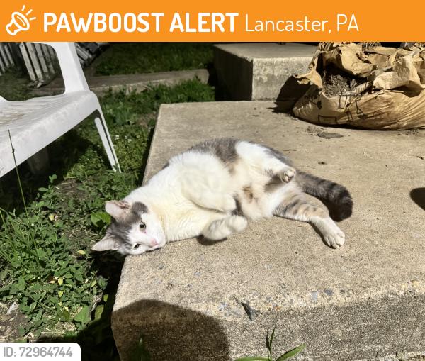 Found/Stray Unknown Cat last seen in backyard, Lancaster, PA 17603