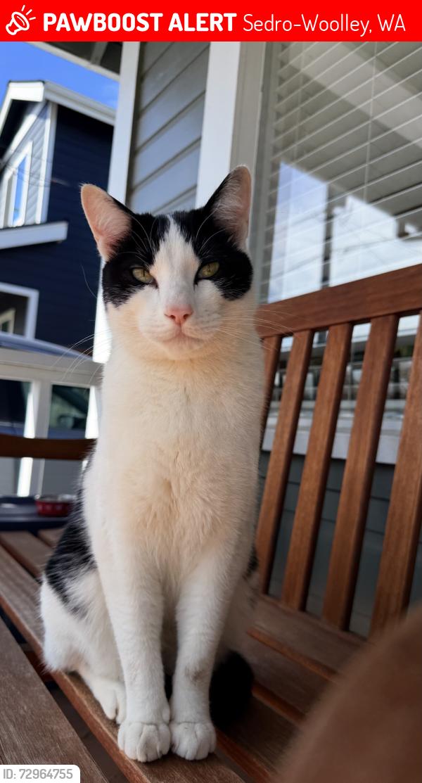 Lost Male Cat last seen Jameson St & 7th St, Sedro-Woolley, WA 98284