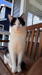 Lost Male Cat last seen Jameson St & 7th St, Sedro-Woolley, WA 98284