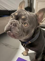 Lost Male Dog last seen Louis ave , Lehigh Acres, FL 33936