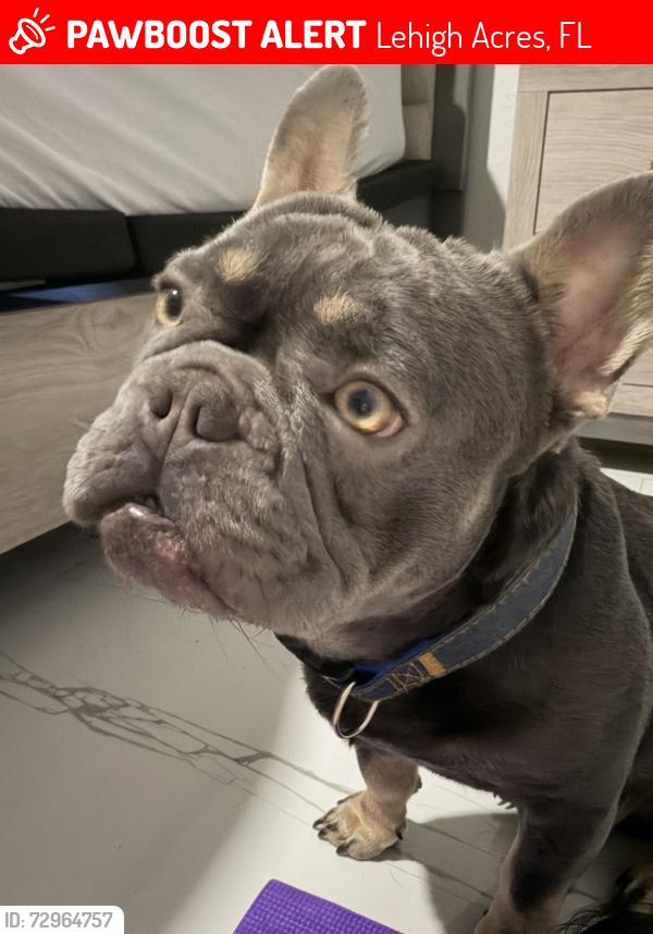Lost Male Dog last seen Louis ave , Lehigh Acres, FL 33936