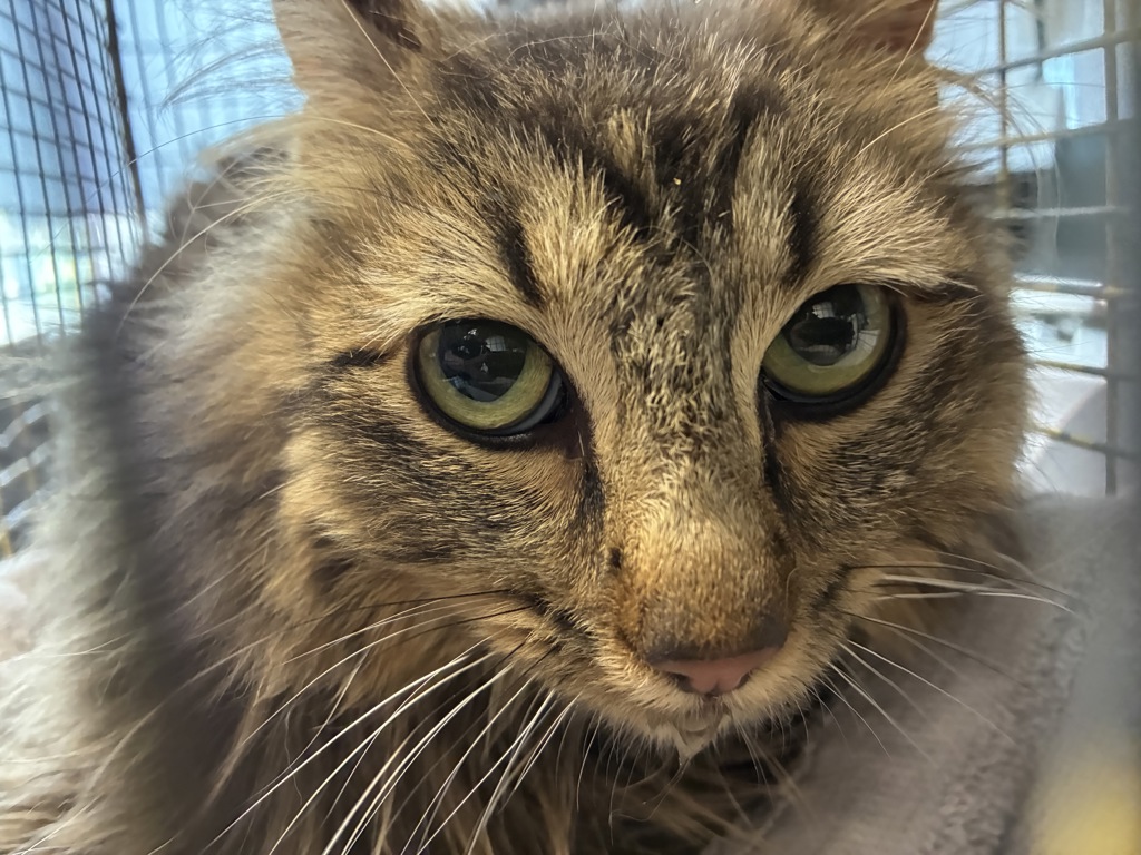Shelter Stray Unknown Cat last seen Near W Bridgton Drive, Magna Township, UT, 84044, Taylorsville, UT 84123