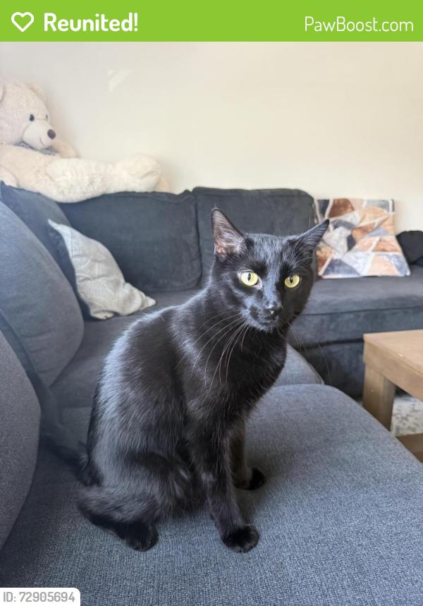 Reunited Male Cat last seen Hillside Ave, Queens, NY 11426