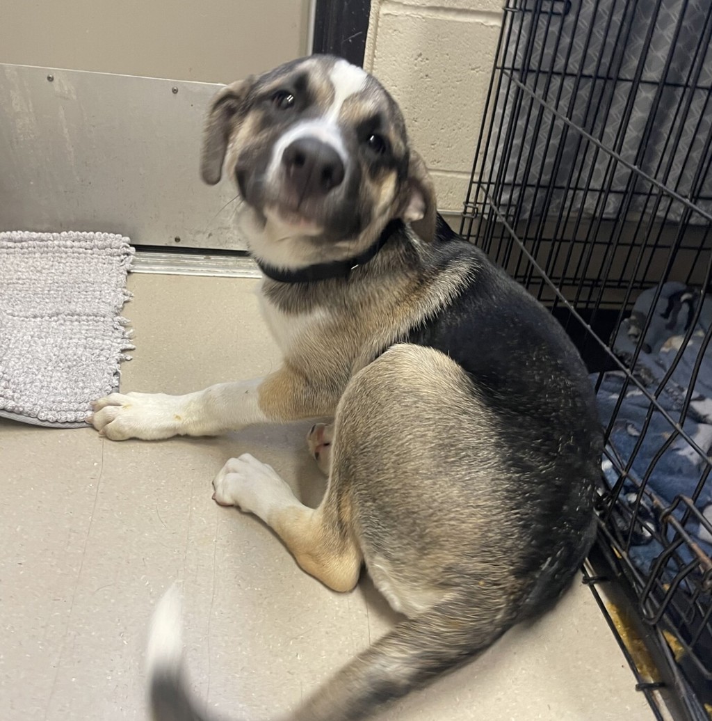 Shelter Stray Male Dog last seen Near E Madison Avenue, El Cajon, CA, 92021, El Cajon, CA 92020