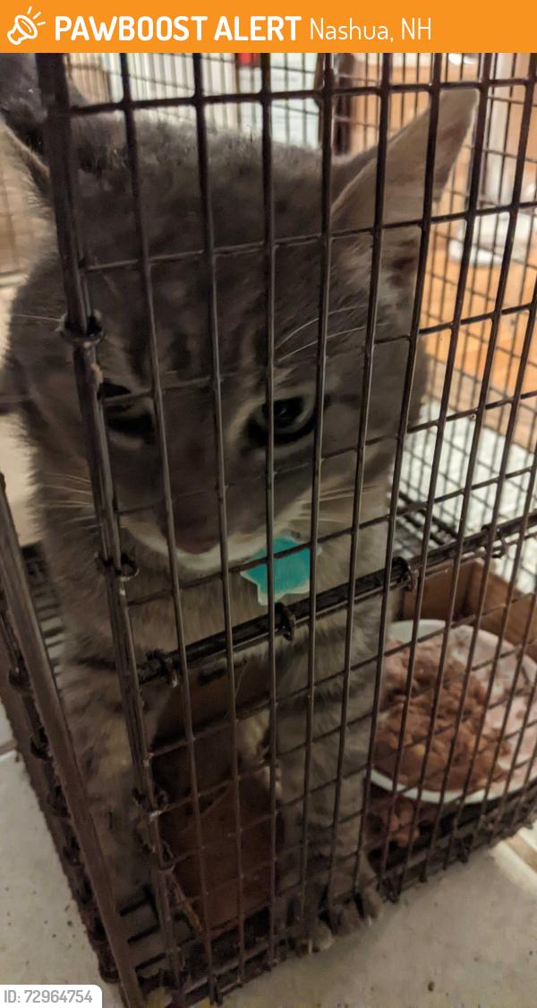 Found/Stray Unknown Cat last seen McDonald's North Eastern Blvd/Harris Rd, Nashua, NH 03062