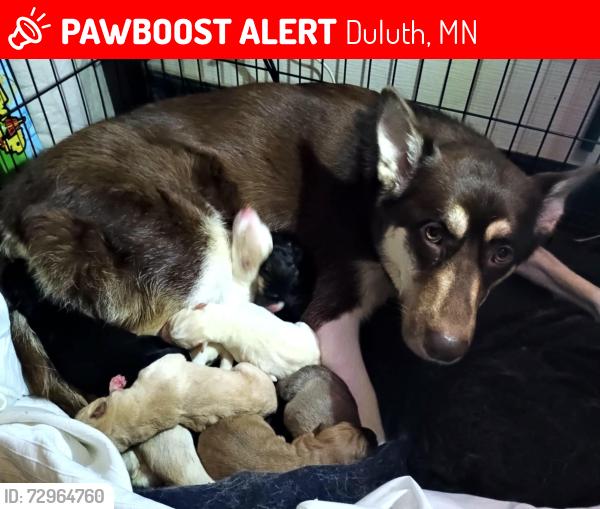 Lost Female Dog last seen Harbor highlands , Duluth, MN 55806
