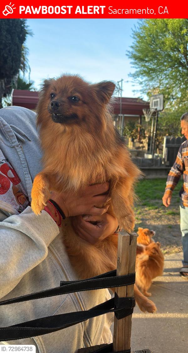 Lost Female Dog last seen Bret harte, Sacramento, CA 95864