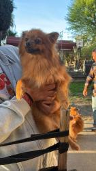Lost Female Dog last seen Bret harte, Sacramento, CA 95864