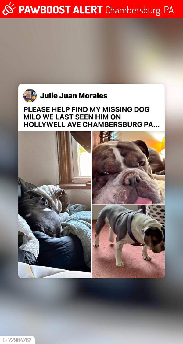 Lost Male Dog last seen Hollywell Ave , Chambersburg, PA 17201