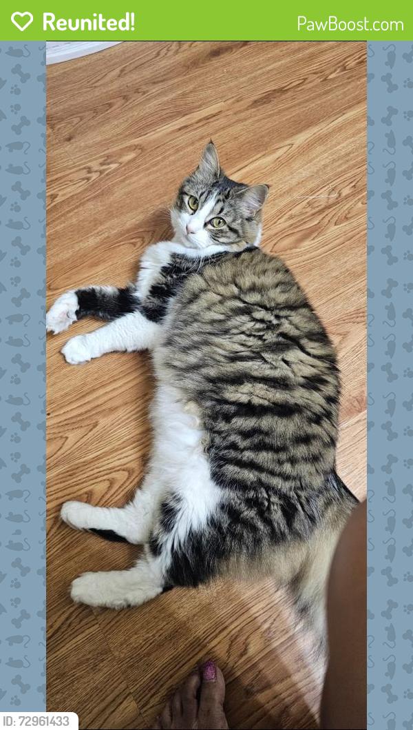 Reunited Female Cat last seen Wintergreen & Clark, Cedar Hill, TX 75104