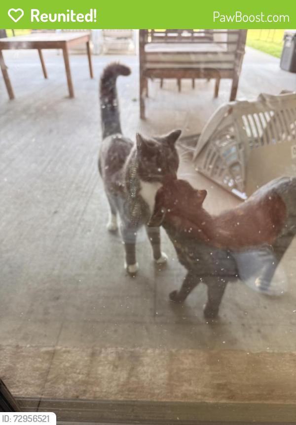 Reunited Female Cat last seen High Bluff Trail & Weathervane , Rockwall County, TX 75189