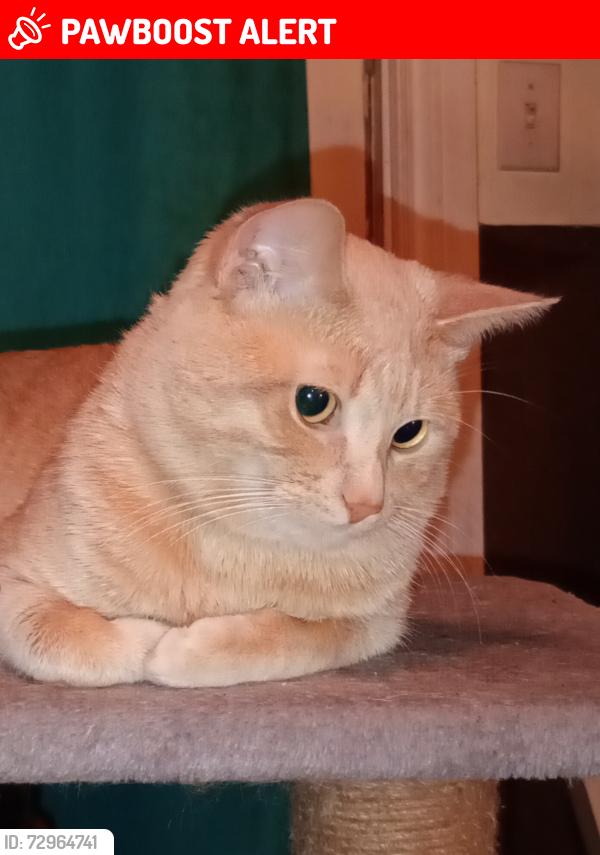 Lost Male Cat last seen 3rd Avenue East and 21st Street East, Owen Sound, ON N4K 2M5