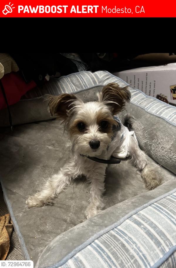 Lost Female Dog last seen Irene ave , Modesto, CA 95355