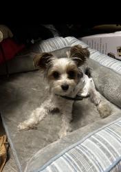 Lost Female Dog last seen Irene ave , Modesto, CA 95355