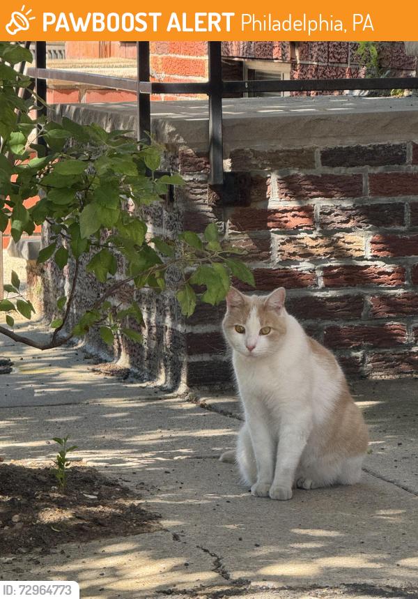 Found/Stray Male Cat last seen near Hardena restaurant, Philadelphia, PA 19145