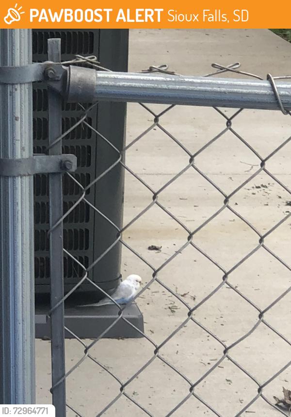 Found/Stray Unknown Bird last seen E. 15th St. & Rohl Dr., Sioux Falls, SD 57103