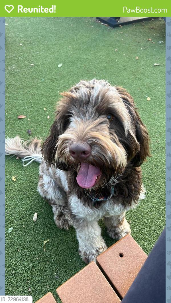 Reunited Male Dog last seen Rural & Brookside Parkway North Drive, Indianapolis, IN 46201