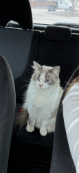 Lost Female Cat last seen W Stene Dr & Carr St, Ken Caryl, CO 80128