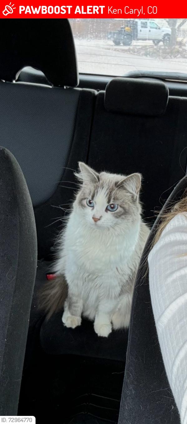 Lost Female Cat last seen W Stene Dr & Carr St, Ken Caryl, CO 80128