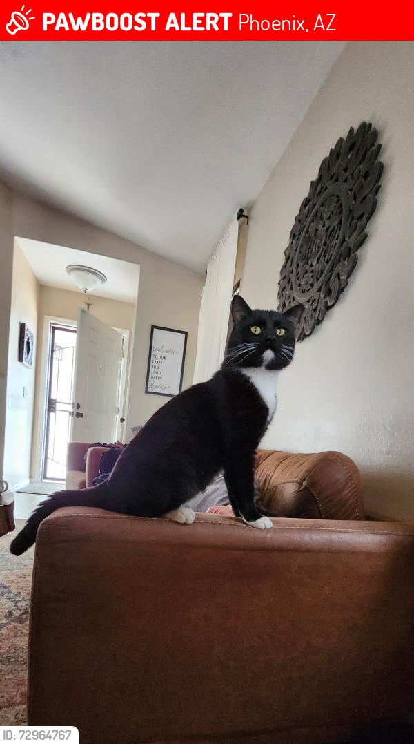 Lost Male Cat last seen 51st ave and Southern , Phoenix, AZ 85339