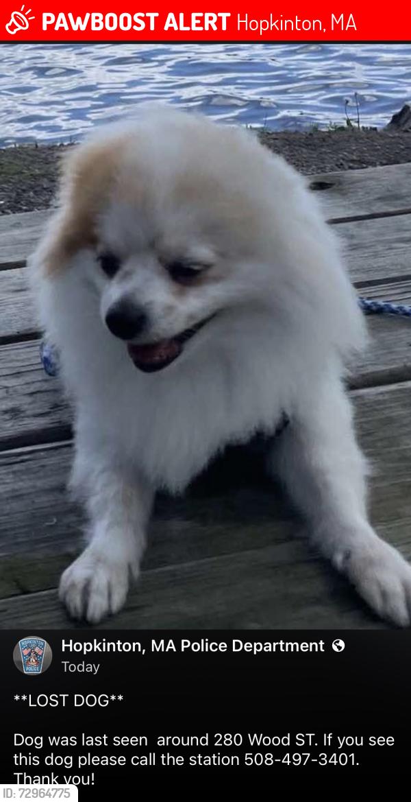 Lost Male Dog last seen Near wood street , Hopkinton, MA 01748