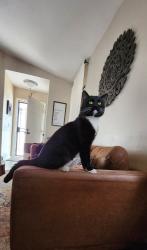 Lost Male Cat last seen 51st ave and Southern , Phoenix, AZ 85339