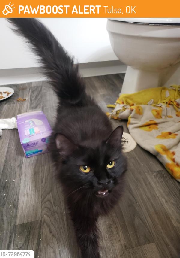 Found/Stray Female Cat last seen Wimbledon apmts , Tulsa, OK 74145
