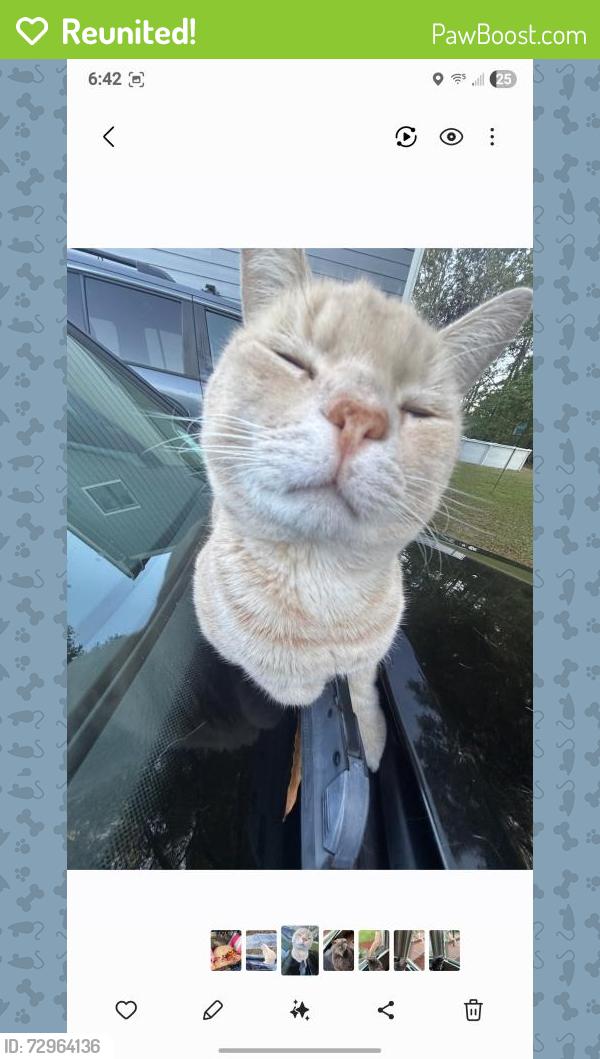 Reunited Male Cat last seen Amelia Church Rd & Guy Rd, Clayton, NC 27520