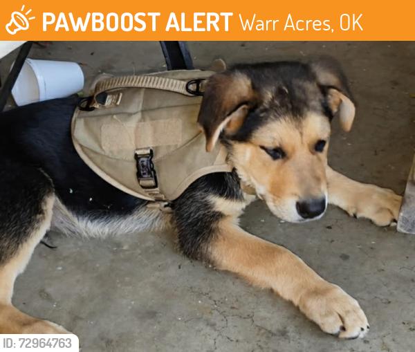 Found/Stray Unknown Dog last seen In Dolese Park , Warr Acres, OK 73122