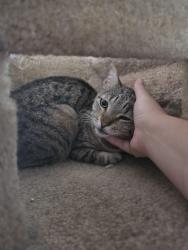 Reunited Female Cat last seen Paseo del Rey x bajo street, Chula Vista, CA 91910