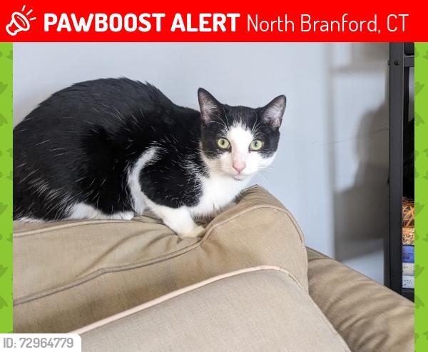 Lost Male Cat last seen Grant drive and Miller drive, North Branford, CT 06472