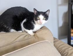 Lost Male Cat last seen Grant drive and Miller drive, North Branford, CT 06472
