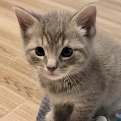 Shelter Stray Male Cat last seen , Port Richey, FL 34653