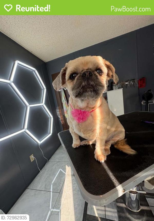 Reunited Female Dog last seen Hwy41, Robeson County, NC 28358