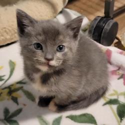 Shelter Stray Female Cat last seen , Port Richey, FL 34653