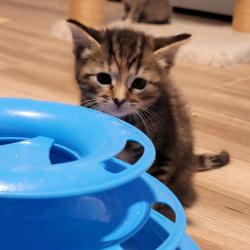 Shelter Stray Female Cat last seen , Port Richey, FL 34653