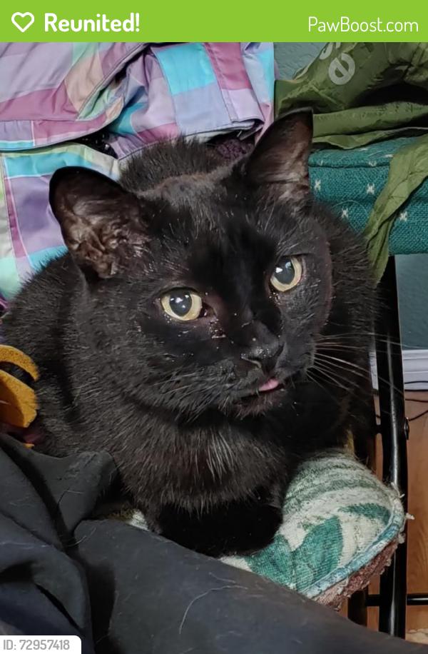 Reunited Male Cat last seen Near block Avenue I S , Saskatoon, SK S7M 1Y4