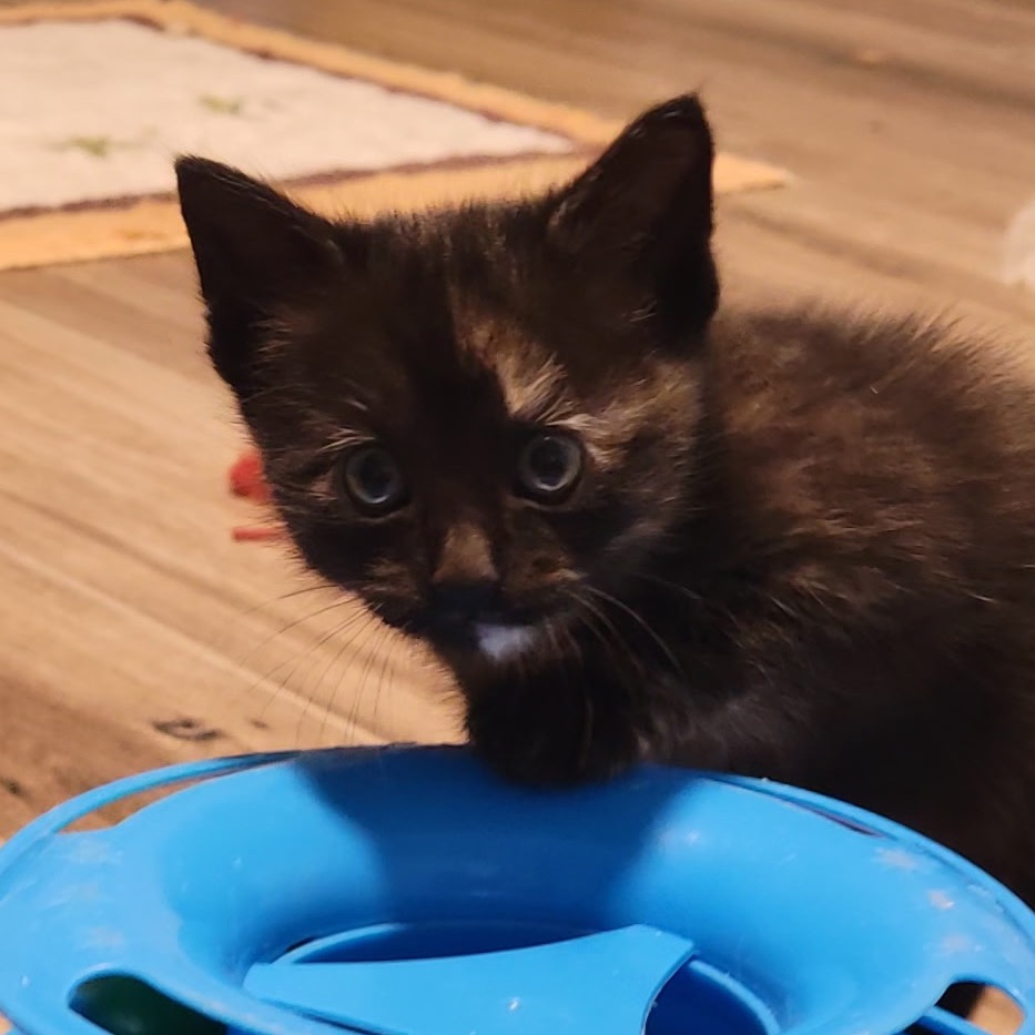 Shelter Stray Female Cat last seen , Port Richey, FL 34653