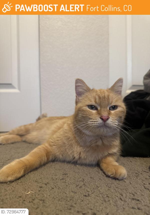 Found/Stray Unknown Cat last seen Iowa and Custer, Fort Collins, CO 80525
