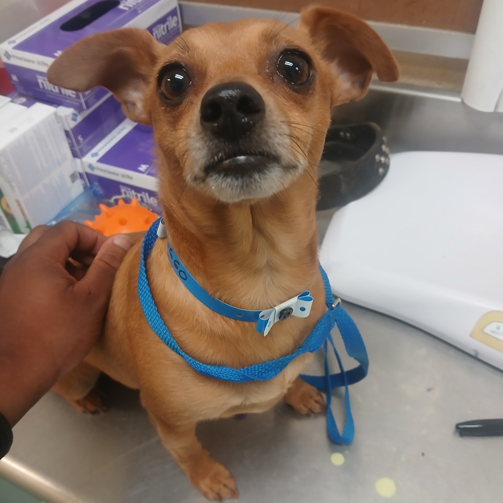 Shelter Stray Male Dog last seen , Memphis, TN 38133