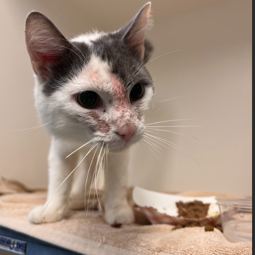 Shelter Stray Male Cat last seen , Philadelphia, PA 19140