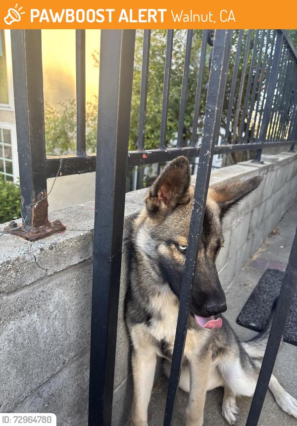 Found/Stray Female Dog last seen Valley/Fairway, Walnut, CA 91789