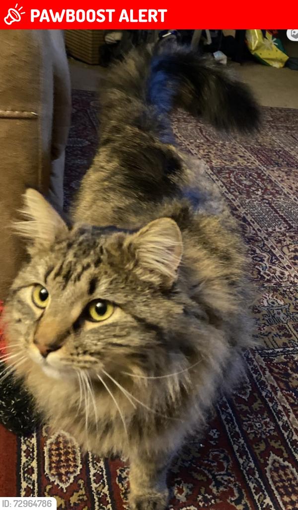 Lost Male Cat last seen Lange dr and downhill dr , Colorado Springs, CO 80918