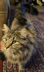 Lost Male Cat last seen Lange dr and downhill dr , Colorado Springs, CO 80918