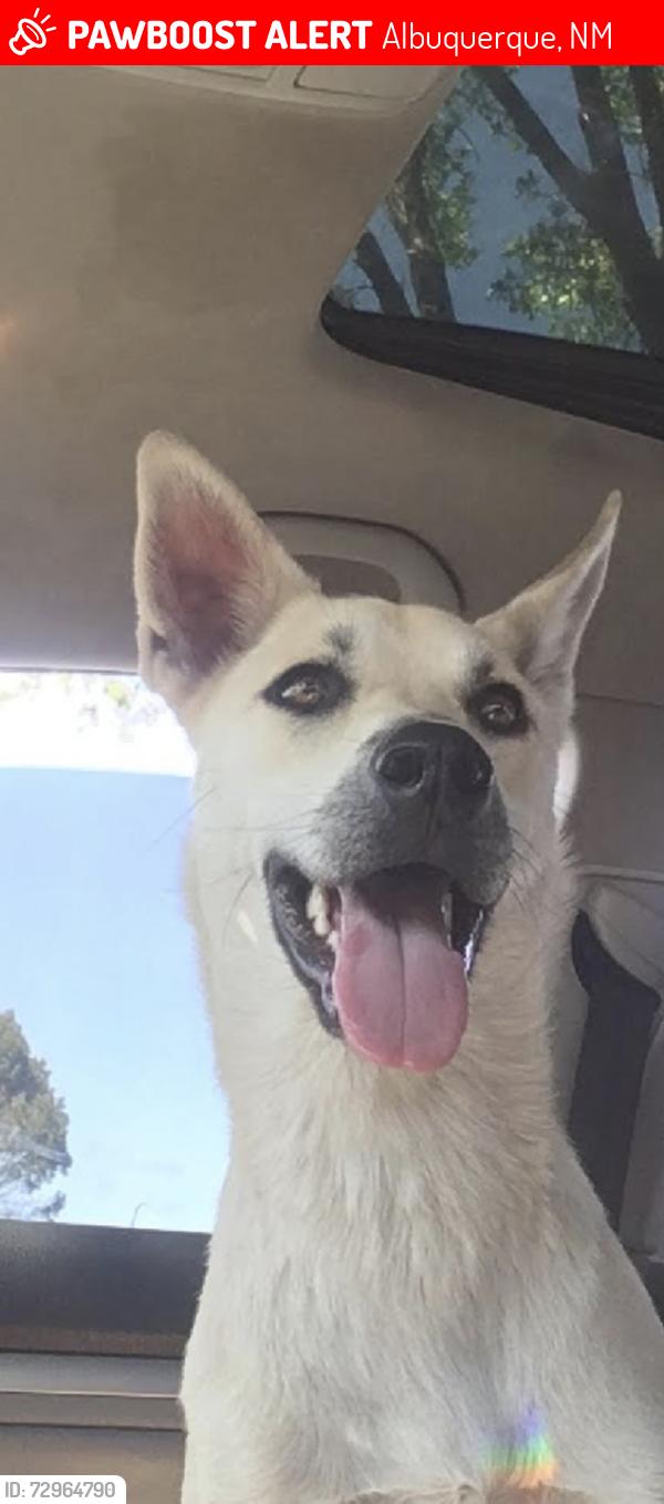 Lost Male Dog last seen Near , Albuquerque, NM 87105