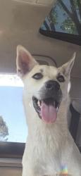 Lost Male Dog last seen Near , Albuquerque, NM 87105