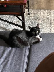Lost Male Cat last seen 123rd st and germane ave by cedar knolls, Apple Valley, MN 55124
