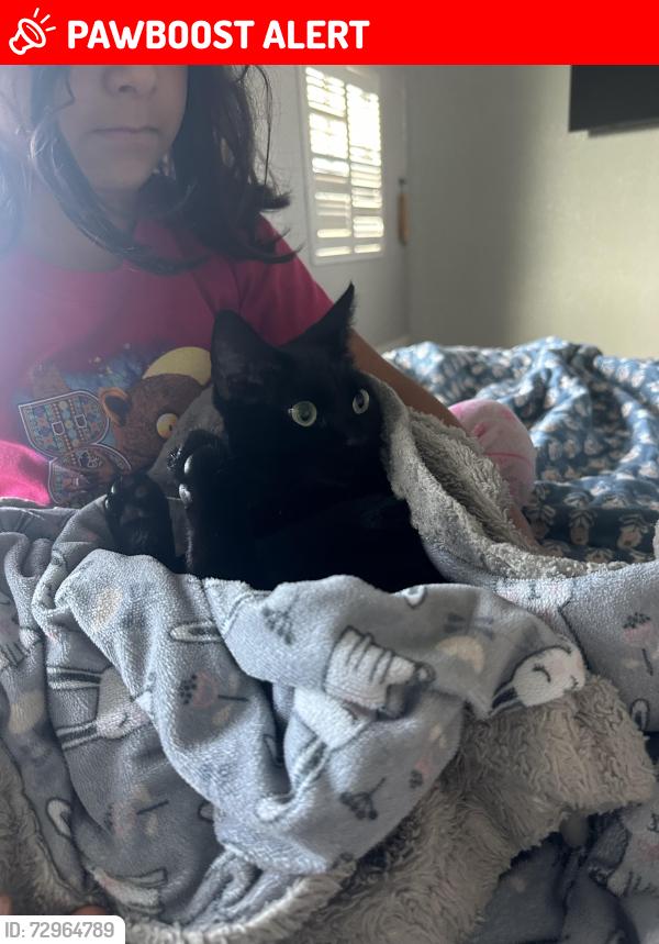 Lost Female Cat last seen Donaldson Way , American Canyon, CA 94503